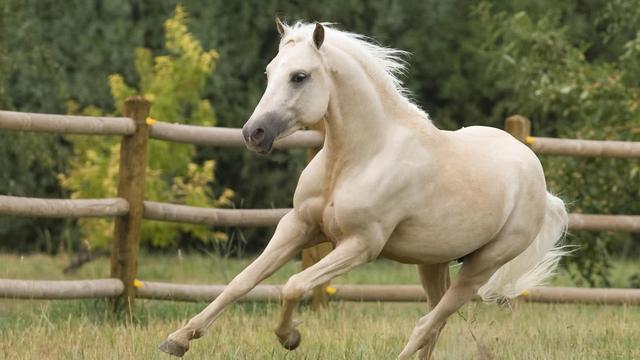 奧門今晚特馬四不像生肖圖，探尋背后的神秘文化，探尋澳門特馬四不像生肖圖的神秘文化之旅